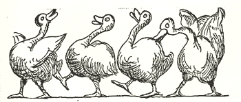 Geese