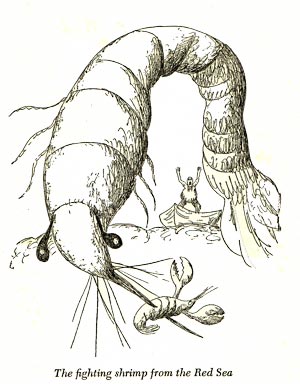 Fighting Shrimp